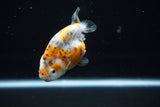 Ranchu  Calico 3 Inch (ID#723R5b-59) Free2Day SHIPPING