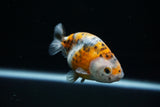 Ranchu  Calico 3 Inch (ID#723R5b-59) Free2Day SHIPPING