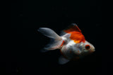 Ryukin Longtail Red White 4 Inch (ID#305Ry7a-19) Free2Day SHIPPING