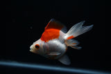 Ryukin Longtail Red White 4 Inch (ID#305Ry7a-19) Free2Day SHIPPING