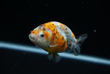 Ranchu  Calico 3 Inch (ID#723R5b-59) Free2Day SHIPPING