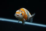 Ranchu  Calico 3 Inch (ID#723R5b-59) Free2Day SHIPPING