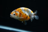 Ranchu  Calico 3 Inch (ID#723R5b-59) Free2Day SHIPPING