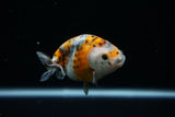 Ranchu  Calico 3 Inch (ID#723R5b-59) Free2Day SHIPPING