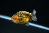 Ranchu  Calico 3 Inch (ID#723R5b-61) Free2Day SHIPPING