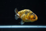 Ranchu  Calico 3 Inch (ID#723R5b-61) Free2Day SHIPPING