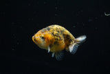 Ranchu  Calico 3 Inch (ID#723R5b-61) Free2Day SHIPPING