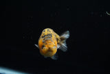 Ranchu  Calico 3 Inch (ID#723R5b-61) Free2Day SHIPPING