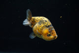 Ranchu  Calico 3 Inch (ID#723R5b-61) Free2Day SHIPPING