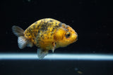 Ranchu  Calico 3 Inch (ID#723R5b-61) Free2Day SHIPPING