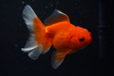Juvenile Thai Oranda Red White 3-4 Inch (Assorted) Free2Day SHIPPING