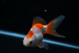 Ryukin Longtail Red White 4 Inch (ID#426Ry7a-9) Free2Day SHIPPING