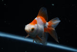 Ryukin Longtail Red White 4 Inch (ID#426Ry7a-9) Free2Day SHIPPING