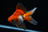 Ryukin Longtail Red White 5 Inch (ID#426Ry7a-10) Free2Day SHIPPING