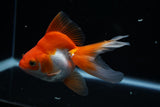 Ryukin Longtail Red White 5 Inch (ID#426Ry7a-10) Free2Day SHIPPING