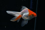 Ryukin Longtail Red White 4 Inch (ID#426Ry7a-11) Free2Day SHIPPING
