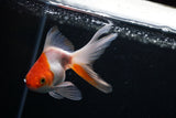 Ryukin Longtail Red White 4 Inch (ID#426Ry7a-11) Free2Day SHIPPING