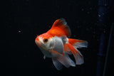 Ryukin Longtail Red White 4.5 Inch (ID#426Ry7a-12) Free2Day SHIPPING