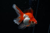 Ryukin Longtail Red White 4.5 Inch (ID#426Ry7a-12) Free2Day SHIPPING