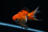 Ryukin Longtail Red White 4.5 Inch (ID#426Ry7a-13) Free2Day SHIPPING