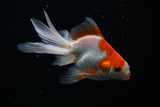 Ryukin Longtail Red White 4.5 Inch (ID#430Ry7a-13) Free2Day SHIPPING