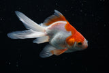 Ryukin Longtail Red White 4.5 Inch (ID#430Ry7a-13) Free2Day SHIPPING