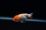 Baby Ranchu  Red White 2.5 Inch (ID#426R9c-23) Free2Day SHIPPING