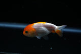 Baby Ranchu  Red White 2.5 Inch (ID#426R9c-23) Free2Day SHIPPING