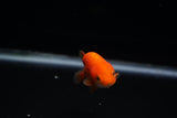 Baby Ranchu  Red White 2.5 Inch (ID#426R9c-29) Free2Day SHIPPING