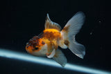 Baby Thai Oranda  Tricolor 3 Inch (ID#726ToPtA-56) Free2Day SHIPPING