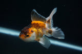 Baby Thai Oranda  Tricolor 3 Inch (ID#726ToPtA-56) Free2Day SHIPPING