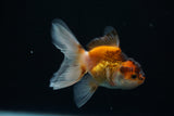 Baby Thai Oranda  Tricolor 3 Inch (ID#726ToPtA-56) Free2Day SHIPPING