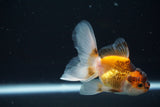 Baby Thai Oranda  Tricolor 3 Inch (ID#726ToPtA-56) Free2Day SHIPPING