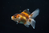 Baby Thai Oranda  Tricolor 3 Inch (ID#726ToPtA-56) Free2Day SHIPPING