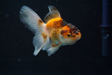 Baby Thai Oranda  Tricolor 3 Inch (ID#726ToPtA-56) Free2Day SHIPPING