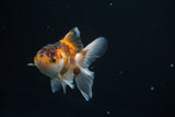 Baby Thai Oranda  Tricolor 3 Inch (ID#726ToPtA-56) Free2Day SHIPPING