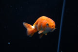 Baby Ranchu  Red White 2.5 Inch (ID#426R9c-29) Free2Day SHIPPING