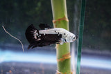 Black   Samurai Plakat Male Betta (ID#510-M611) Free2Day SHIPPING