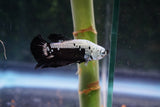 Black   Samurai Plakat Male Betta (ID#510-M611) Free2Day SHIPPING