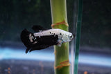 Black   Samurai Plakat Male Betta (ID#510-M611) Free2Day SHIPPING