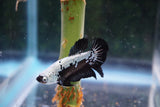 Black   Samurai Plakat Male Betta (ID#510-M611) Free2Day SHIPPING