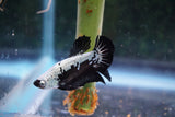 Black   Samurai Plakat Male Betta (ID#510-M611) Free2Day SHIPPING