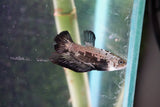 Black   Samurai Plakat Male Betta (ID#510-M612) Free2Day SHIPPING