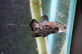 Black   Samurai Plakat Male Betta (ID#510-M612) Free2Day SHIPPING