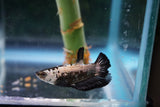 Black   Samurai Plakat Male Betta (ID#510-M612) Free2Day SHIPPING