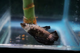 Black   Samurai Plakat Male Betta (ID#510-M612) Free2Day SHIPPING