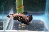 Black   Samurai Plakat Male Betta (ID#510-M612) Free2Day SHIPPING