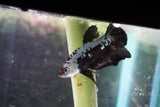 Black   Samurai Plakat Male Betta (ID#510-M614) Free2Day SHIPPING