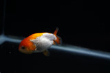 Baby Ranchu  Red White 2.5 Inch (ID#426R9c-36) Free2Day SHIPPING