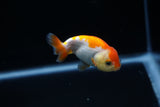 Baby Ranchu  Red White 2.5 Inch (ID#426R9c-36) Free2Day SHIPPING
